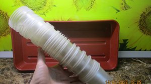 ПОСЕВЫ 2026-16. Почему я сею томаты в лотки, а не в стаканчики?