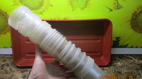 ПОСЕВЫ 2026-16. Почему я сею томаты в лотки, а не в стаканчики?