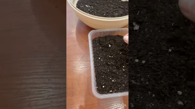 Посев томатов на рассаду: схема питания с первого дня смотреть онлайн