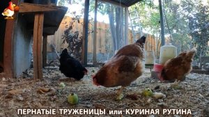 Куриная рутина – что делают куры на выгуле 😂 эпизод (131)