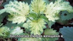 Растение с белком выше говядины почему мир платит за мясо а еду под ногами травит ядом