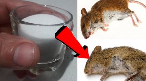 Как избавиться от мышей и крыс навсегда За 10 минут!