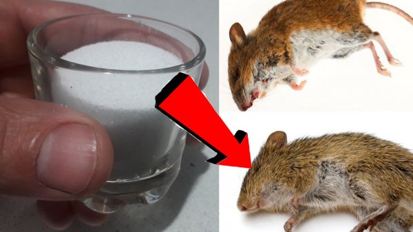 Как избавиться от мышей и крыс навсегда За 10 минут!