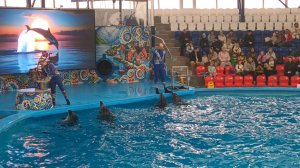 Дельфины и дельфинарий