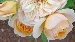 Розы самые красивые и лучшие! #цветы #розы