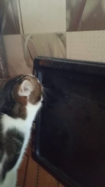 посудомоечная машина X50000000 про