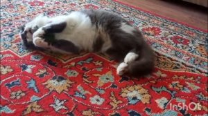 " Я свяжу свою мечту..."