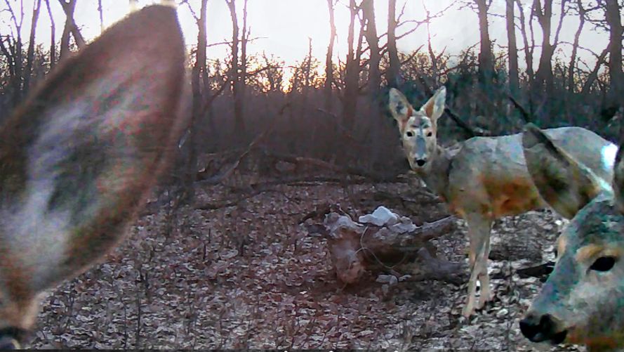 ТАКОГО я не ОЖИДАЛ ! Первая ПРОВЕРКА ФОТОЛОВУШЕК В ЛЕСУ в 2025