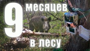 ФОТОЛОВУШКА в лесу простояла 9 МЕСЯЦЕВ - вот что она СНЯЛА!