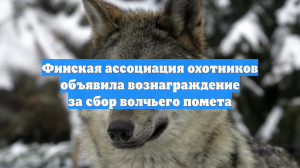 Финская ассоциация охотников объявила вознаграждение за сбор волчьего помета