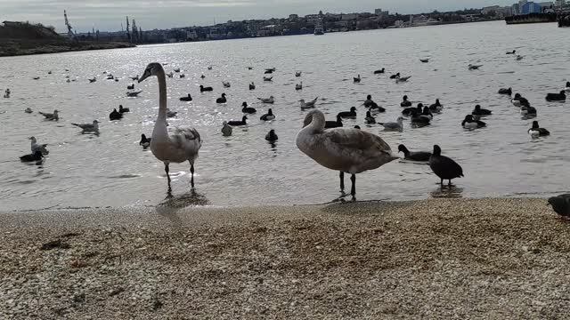 ЛЕБЕДИ КРАСИВАЯ ПТИЦА смотреть онлайн