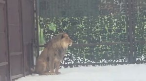 14022026г Наше золотце Шерхан [get.gt]