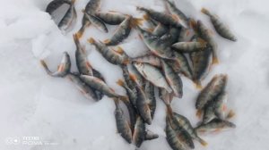 Рыбалка на окуня