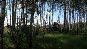 Поля Мираторг.Бульдозер валит ДКР для дальнейшего складирования в бурты и переработки дробилкой.
