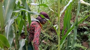 42серия/Жизнь в горной деревне Непала | в непальской бедной, но счастливой семье