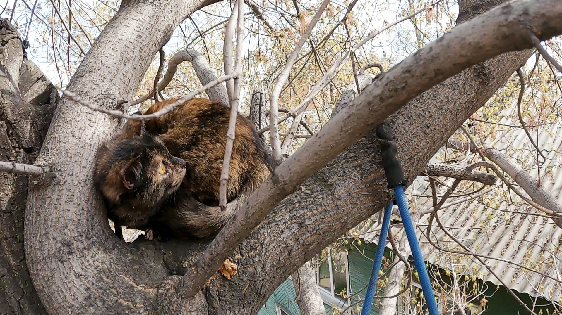 Слилась с деревом