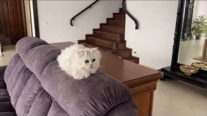 ЧИКА НИКИСУ LERF CAT!!!!!!!!!!!!!!!!!!!!!!!!!!