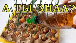 Гениальный способ выращивания ЗЕЛЕНОГО ЛУКА без земли🔥🔥🔥