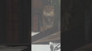 13022026гСтучатстучат по снегу все романтическое настроение испортили Шерхану