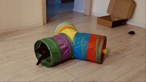 Интересная игрушка для кошек-тоннель!