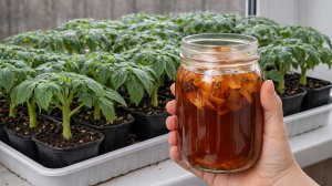 За неделю у ТОМАТОВ стебель толще мизинца! Поливаю рассаду таким натуральным отваром!