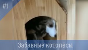 Забавные котопёсы #1. Сборник смешных видео с собаками и котами.