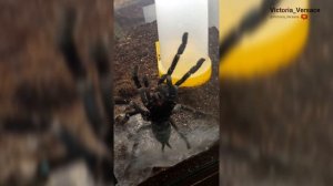 Выставка необычных пауков! #выставка #топ