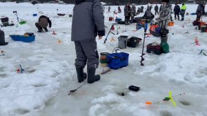 Поимки форели !!!