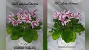 фиалка АВ-Унесённые Ветром