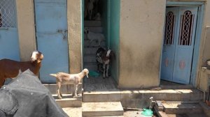 Индия. Прогулка внутри самого шокирующего мясного рынка страны