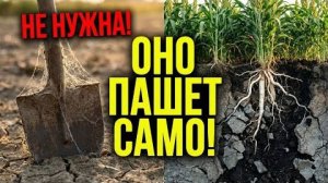 Корни на 2 метра вглубь! Как ОДНО растение оживляет даже КАМЕННУЮ почву за 1 сезон