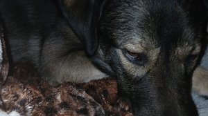 Что делают игрушки когда не ково нет???