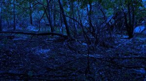 звук ночи в лесу