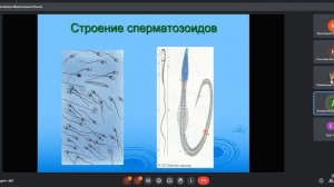 Лекция: Мужская половая система. Второй курс