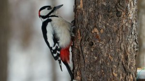 Зима.Кусковский лесопарк.01.2026г.