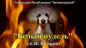 Белый пудель