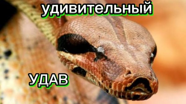 КАК ЗЕВАЕТ УДАВ