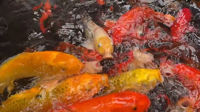 Прогулка по Нячангу. Кафе с рыбками рядом с отелем Comodo nha Trang Hotel смотреть онлайн