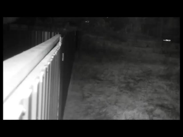 23 ноября 2014 белка на заборе