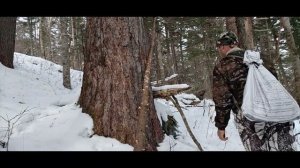 ЗАКРЫВАЮ КАПКАНЫ. ИЗЮБРЫ ОСМЕЛЕЛИ.