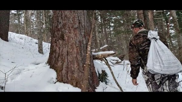 ЗАКРЫВАЮ КАПКАНЫ. ИЗЮБРЫ ОСМЕЛЕЛИ.