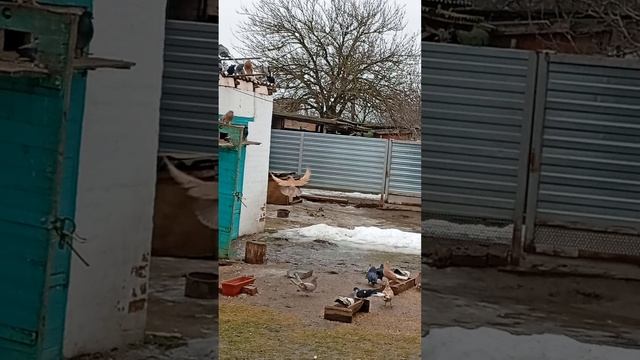 голуби продаются (89895013708) Андрей Сальский р-н ростовская область смотреть онлайн