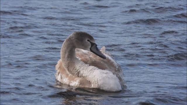Лебеди в Великом Новгороде, наблюдение птиц 14 февраля 2026, лебедь кликун смотреть онлайн