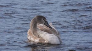 Лебеди в Великом Новгороде, наблюдение птиц 14 февраля 2026, лебедь кликун