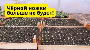 Эффективные способы борьбы с чёрной ножкой на рассаде!