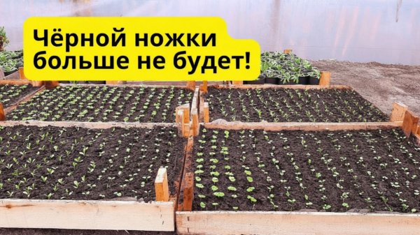 Эффективные способы борьбы с чёрной ножкой на рассаде!