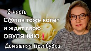 2 часть. С@пля тоже колет и ждёт свою ОВУЛЯЦИЮ❗️