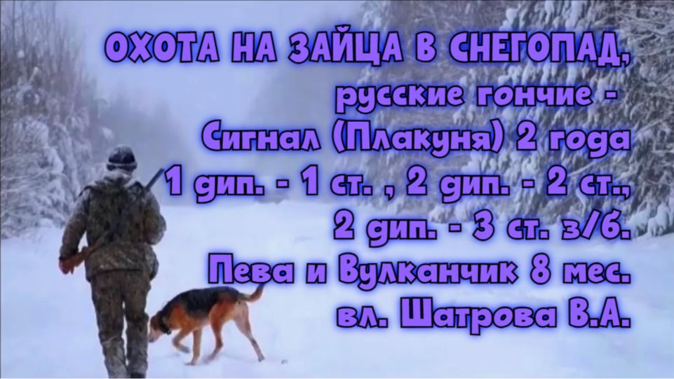 ОХОТА НА ЗАЙЦА В СНЕГОПАД, гончие Сигнал (Плакуня), Пева и Вулкан 8 мес. вл. Шатров В.А. #hunting ОХОТА НА ЗАЙЦА В СНЕГОПАД, гончие Сигнал (Плакуня), Пева и Вулкан 8 мес. вл. Шатров В.А. #hunting