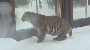 130226г Сима охотница и Киара из домика 2