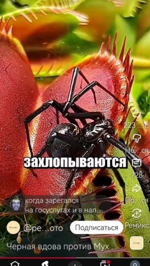 Мухоловка против паука